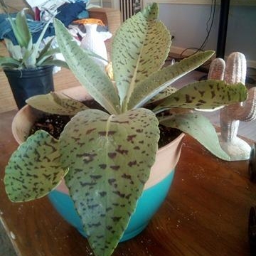 Kalanchoe Gastonis-bonnieri