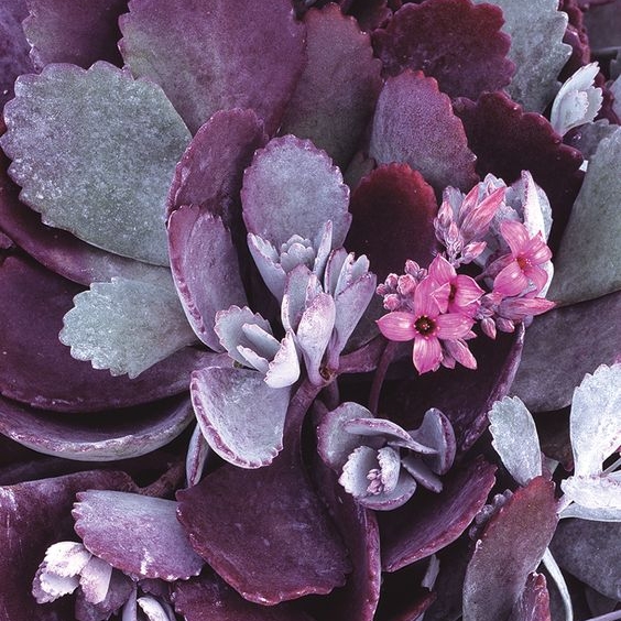Plant image Kalanchoe Pumila