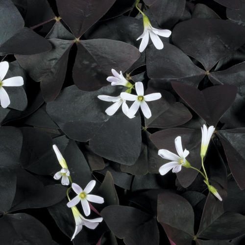 Plant image Oxalis 'Black Velvet'