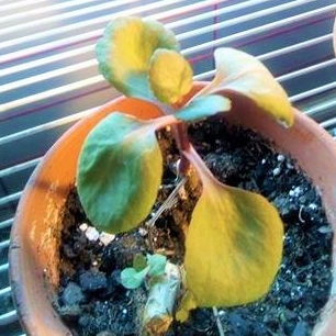 Plant image Kalanchoe blossfeldiana 'Really Red Dwarf'