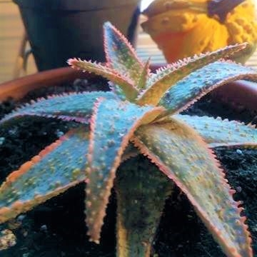 Plant image Aloe 'Christmas Carol'