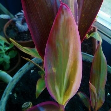 Plant image Cordyline fruticosa 'Maria'