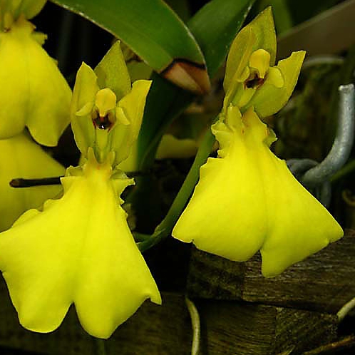 Plant image x Oncostele Orchid (Odontoglossum) Geyser Gold Geyserland
