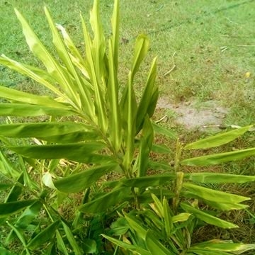 Plant image Zingiber spectabile