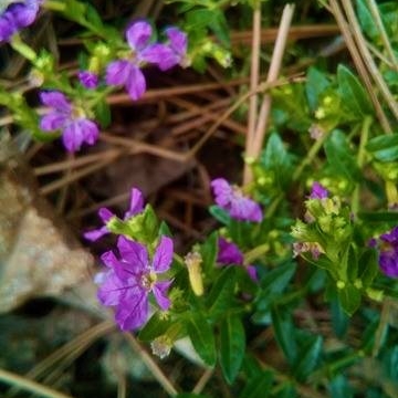 plant image 578305