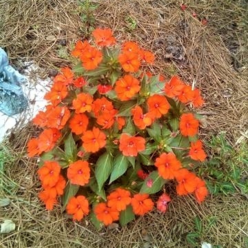 Impatiens Hawkerii 'Sunpatiens'