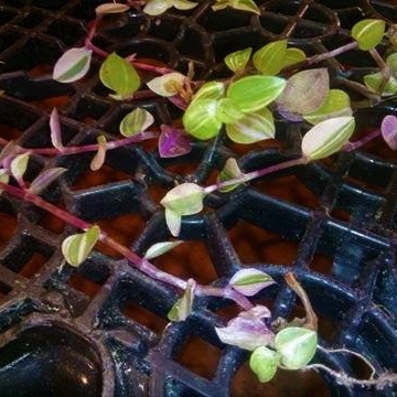 Plant image Callisia repens 'Bianca'