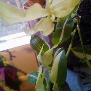 Plant image Tradescantia fluminensis 'Variegata'