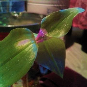 Plant image Tradescantia hybrid 'Blushing Bride'