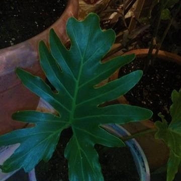plant image 588555