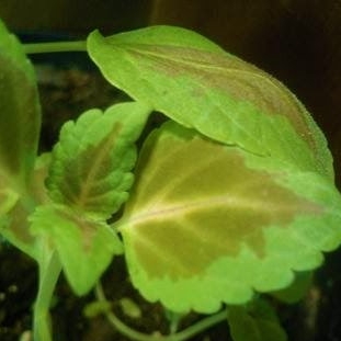Plant image Plectranthus scutellarioides 'Rustic Orange'
