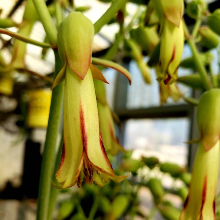Plant image Kalanchoe Gastonis-bonnieri