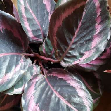 Calathea roseopicta 'Medallion'