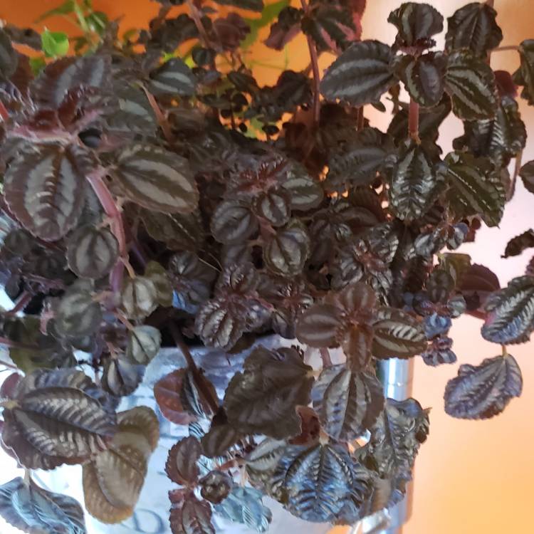 Plant image Pilea involucrata 'Norfolk'