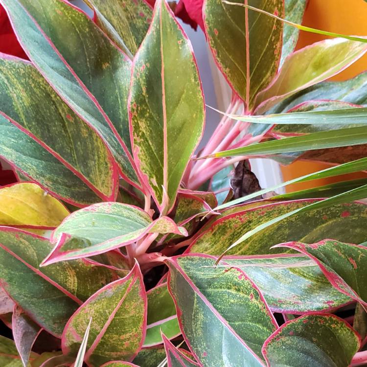 Plant image Aglaonema 'Miss Thailand'