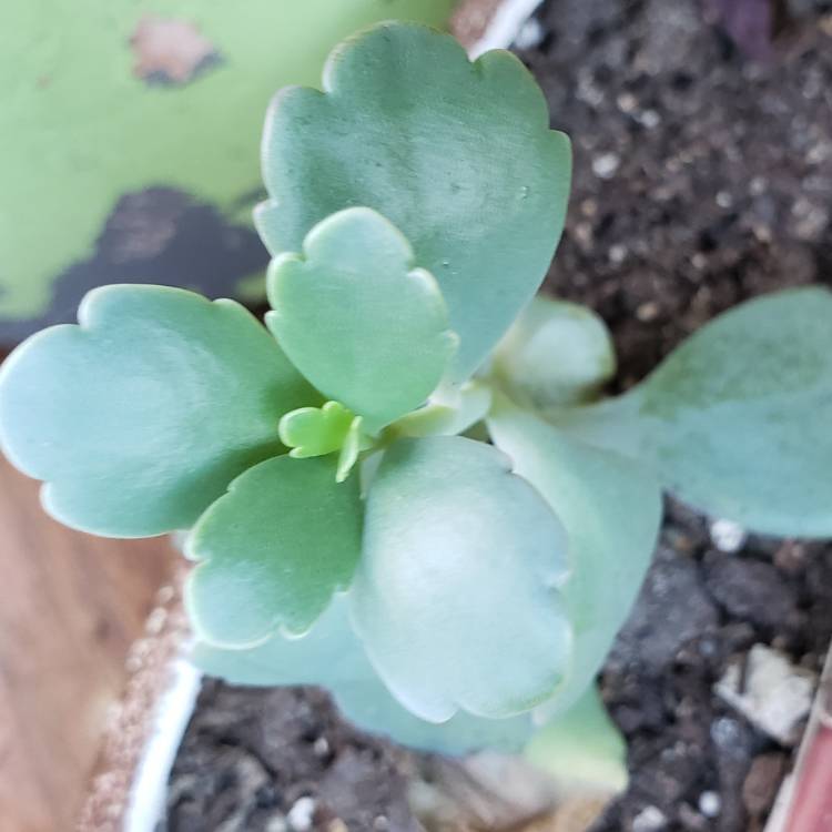 plant image 920289