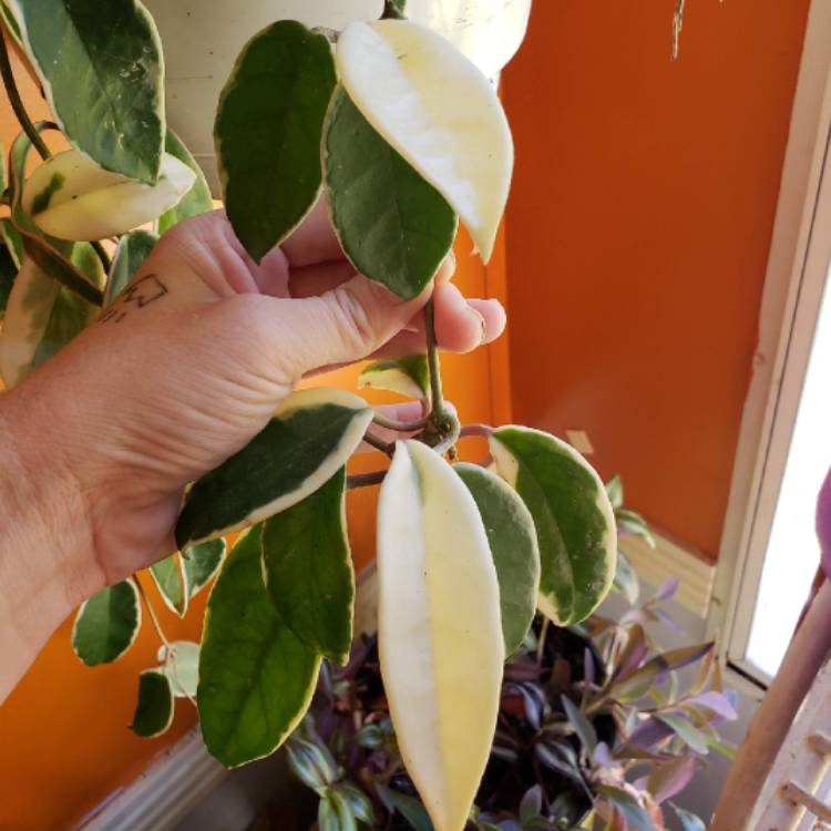 Plant image Hoya Carnosa Variegata
