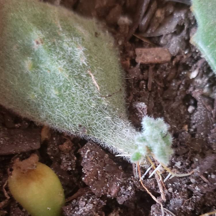 plant image 921832