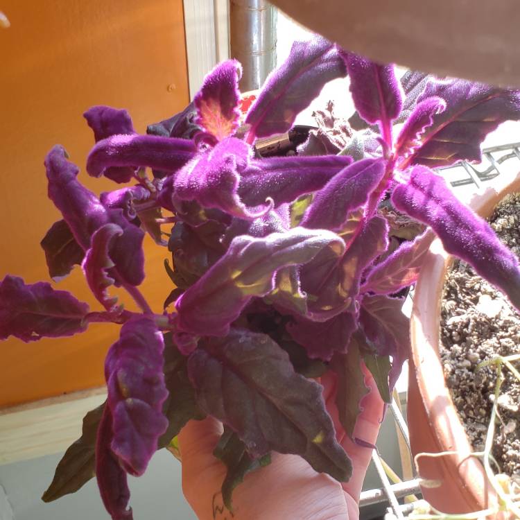 Plant image Gynura Aurantiaca 'Purple Passion'
