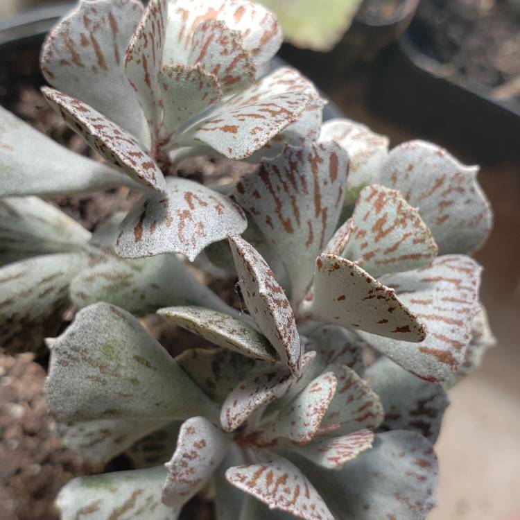 Plant image Kalanchoe rhombopilosa var. rhombopilosa