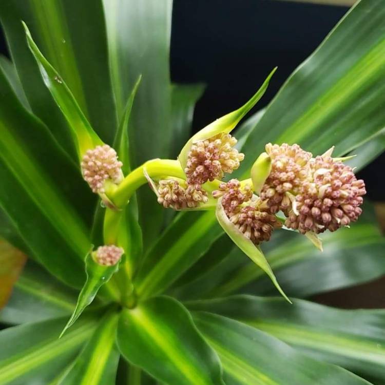 plant image 942457