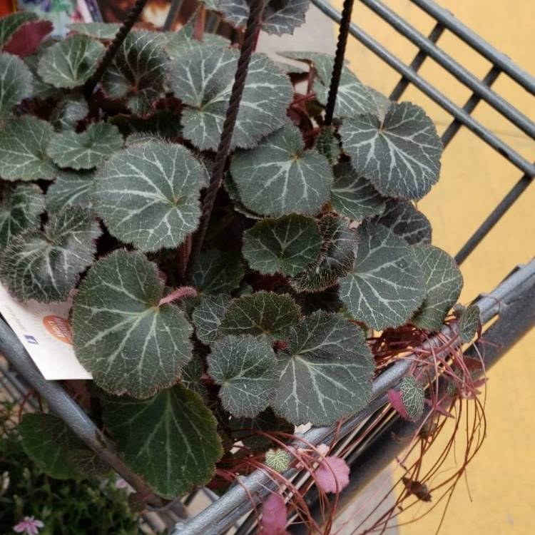 Plant image Saxifraga stolonifera 'Maroon Beauty'