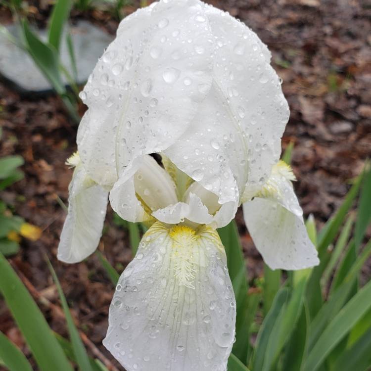 Plant image Iris x germanica 'Immortality'