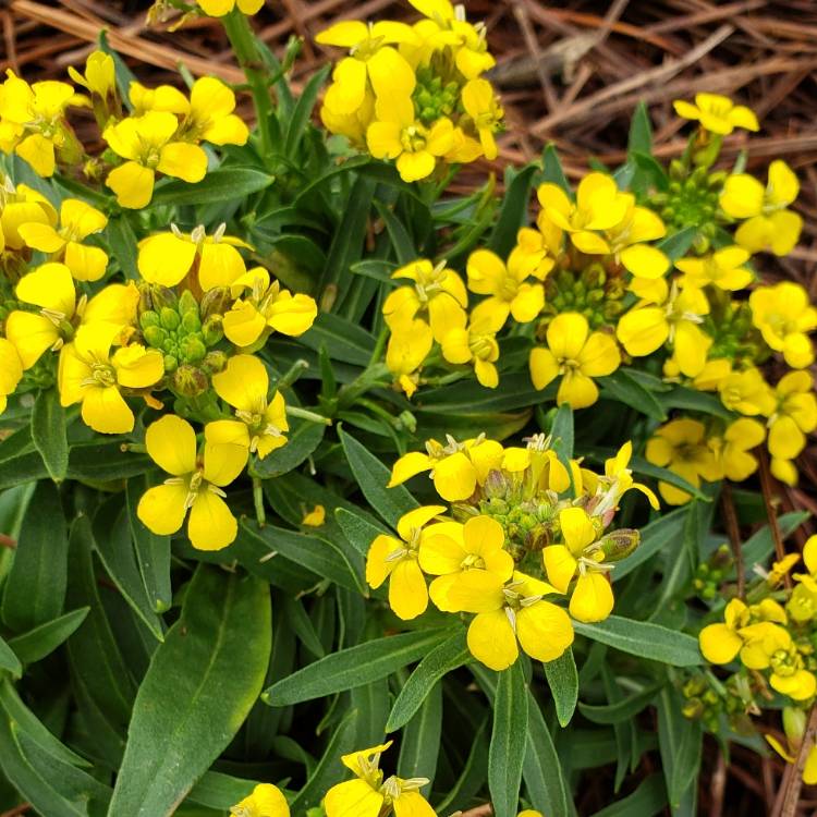 Plant image Erysimum 'Caribbean Island'