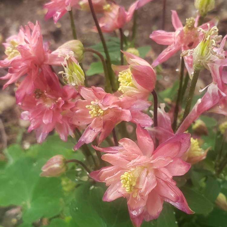 Plant image Aquilegia vulgaris 'Clementine Rose'