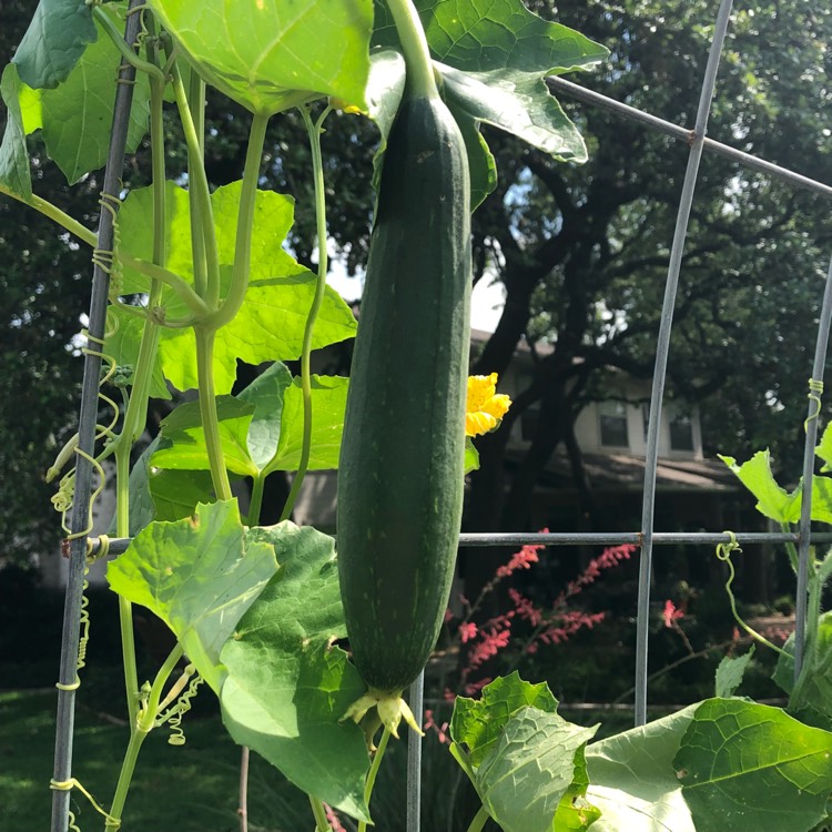 Plant image Luffa aegyptiaca