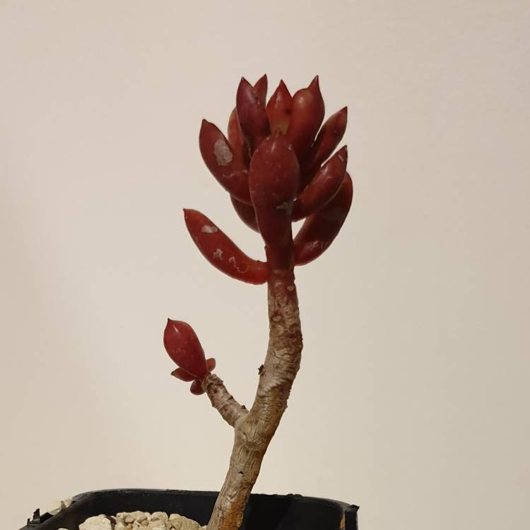plant image 1018987