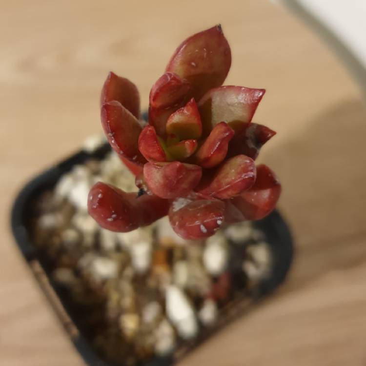 Plant image Echeveria Globuliflora