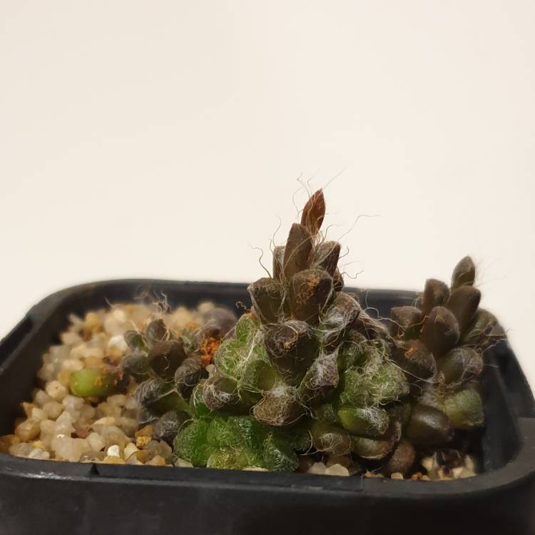 Plant image Anacampseros filamentosa