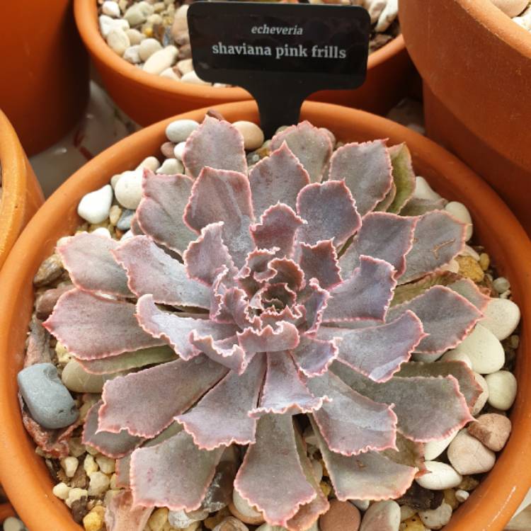 plant image 1022108