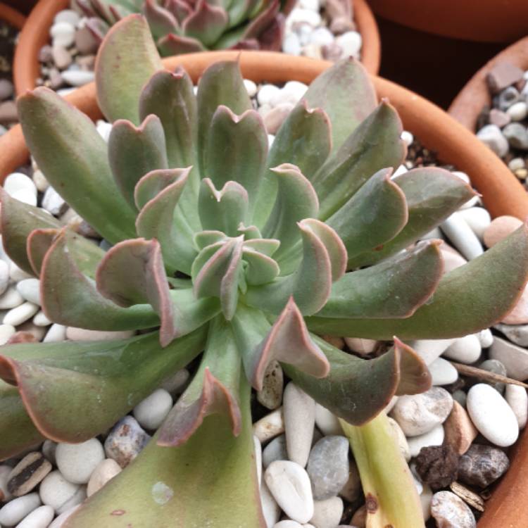 plant image 1022113 plant image 1022113