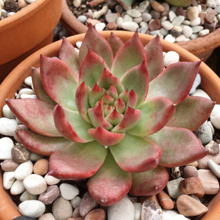 plant image 1022114 plant image 1022114