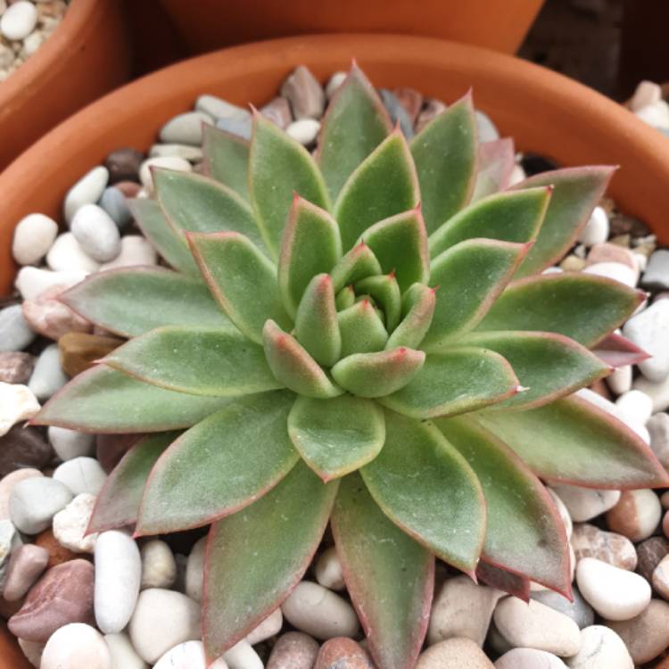 plant image 1022123