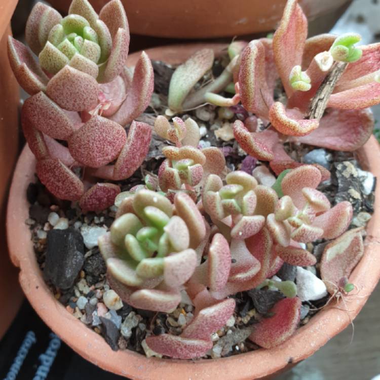 plant image 1022272