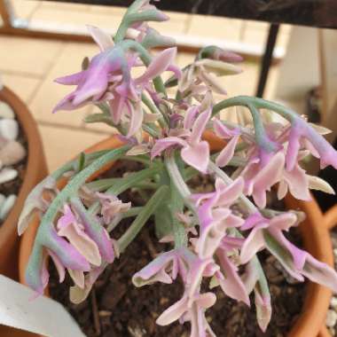 Senecio Articulatus Variegatus