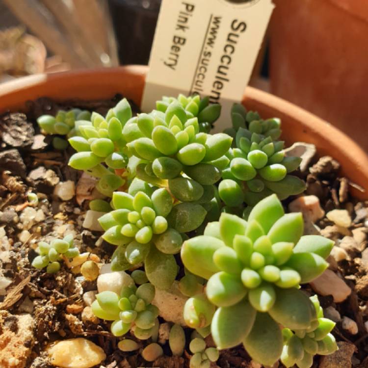 Plant image Sedum Canny Hinny