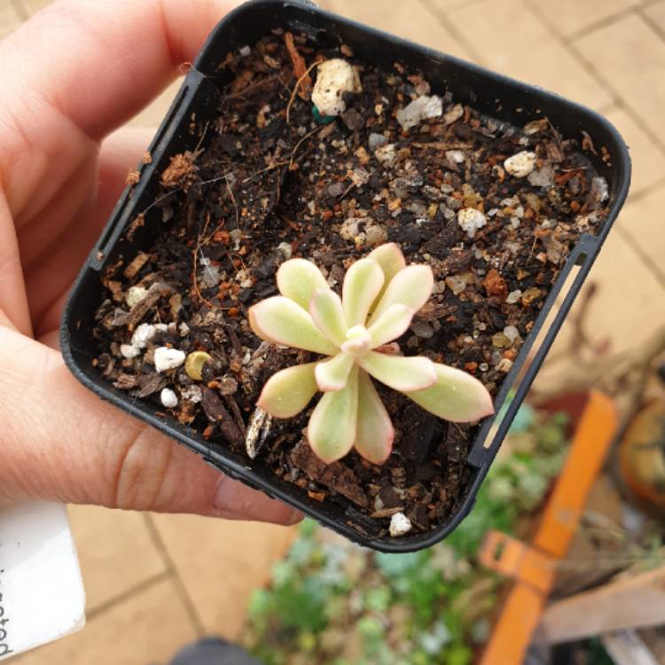 plant image 1023695