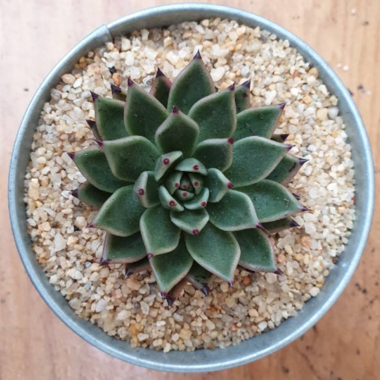 plant image 1024020