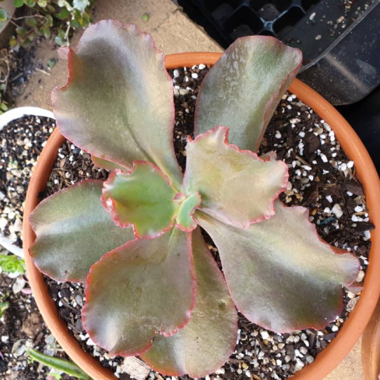 Plant image Echeveria Fiery Spider