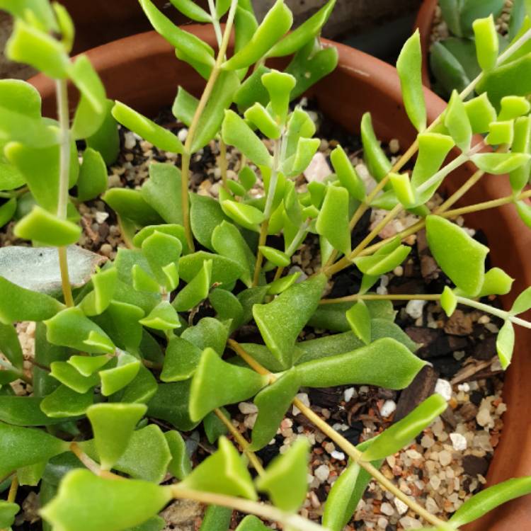 Plant image Cotyledon Papillaris