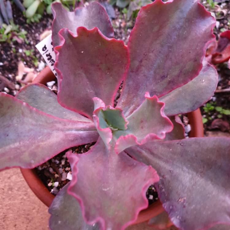 Plant image Echeveria Cinderella