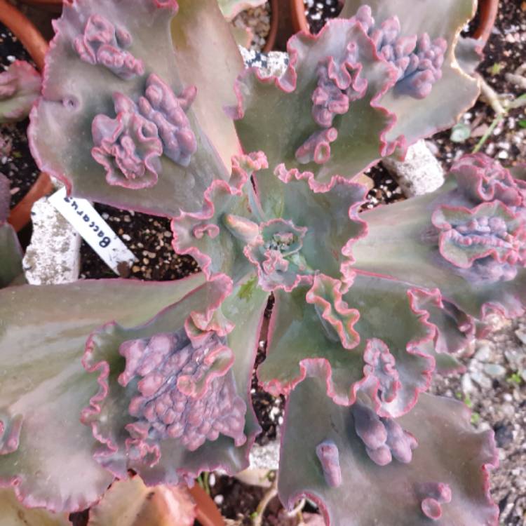 Plant image Echeveria Bacarus