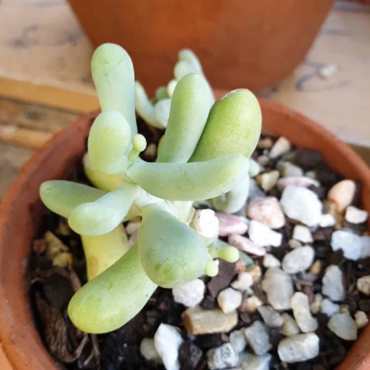 plant image 1031262