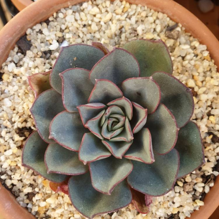 plant image 1031599