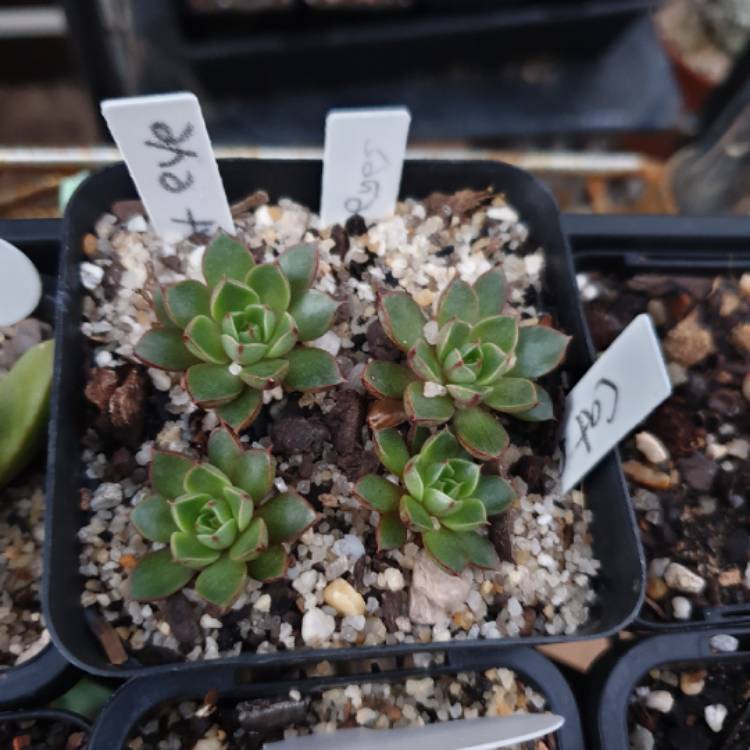 Plant image Echeveria Cat's Eye 