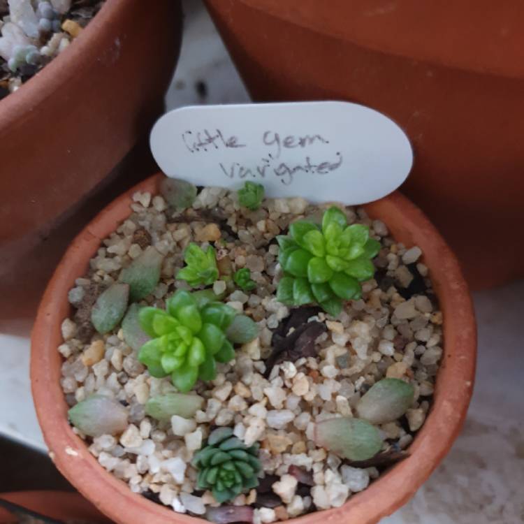 Plant image x Cremnosedum 'Little Gem Variegata'